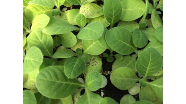 Symptoms of phosphorus deficiency with seedlings in a float bed.